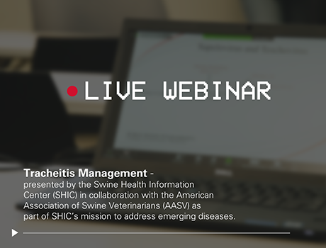 SMEC hosts SHIC and AASV’s Tracheitis Management Webinar