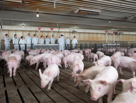 SMEC takes 340 course to tour a modern swine farm