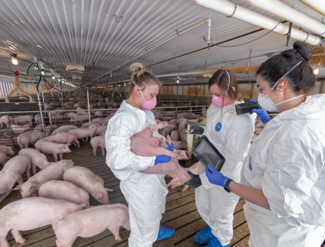 SMEC is Developing and Testing Telehealth Protocols for Swine