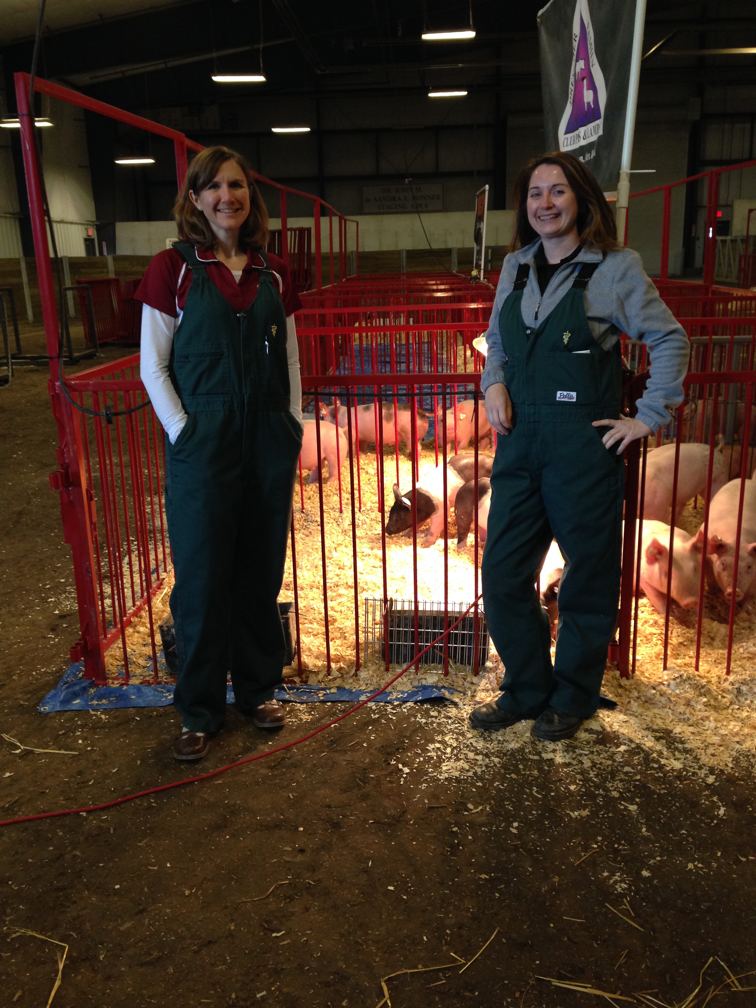 Dr. Jessica Bates and Dr. Abbey Canon Assist with 2015 Proven to Win Pig Sale